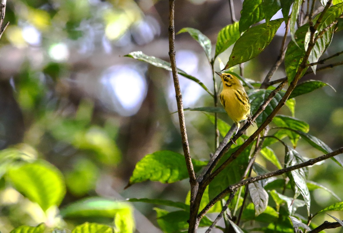 Prairie Warbler - Patti Savage