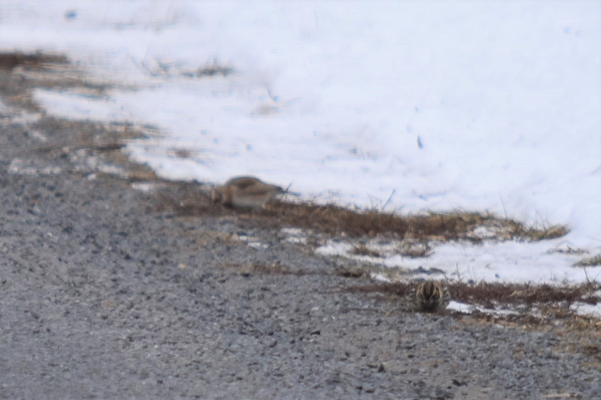 Lapland Longspur - ML307019981