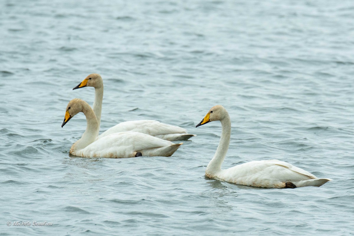 Whooper Swan - ML307020601