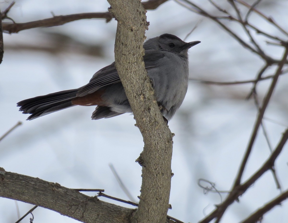 kattespottefugl - ML307021031