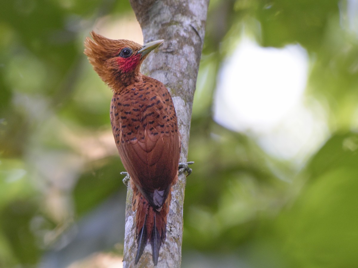 Chestnut-colored Woodpecker - ML307021891