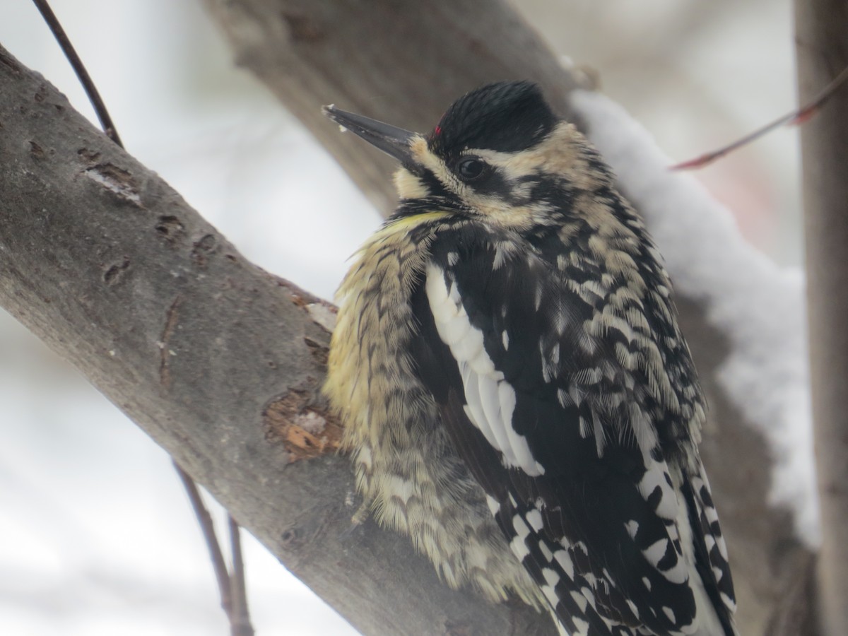 Yellow-bellied Sapsucker - Therese Cummiskey