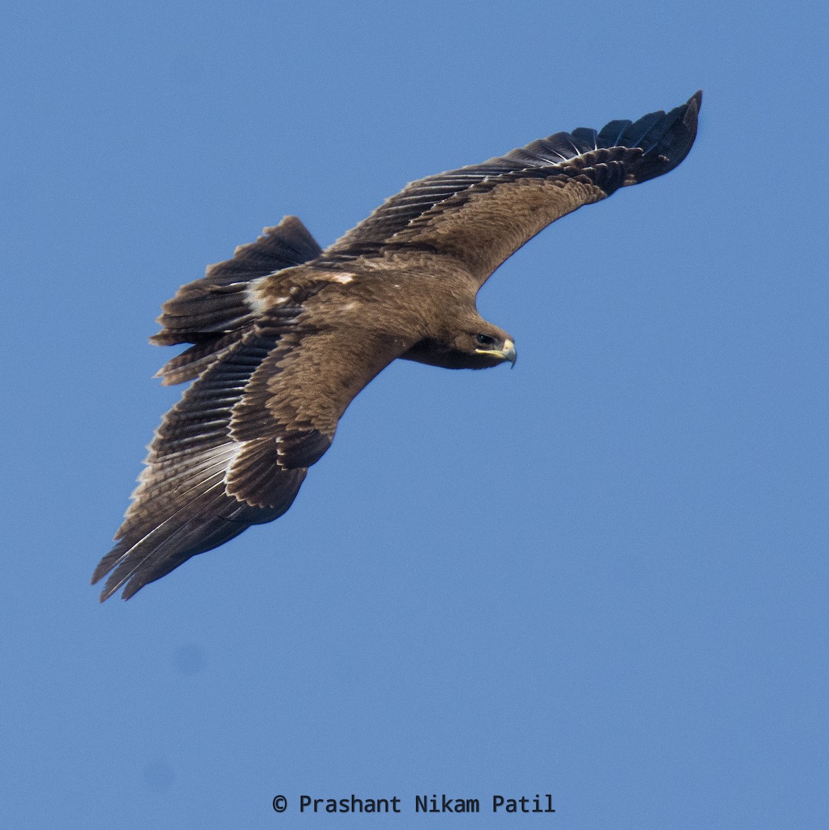 Águila Moteada - ML307023031