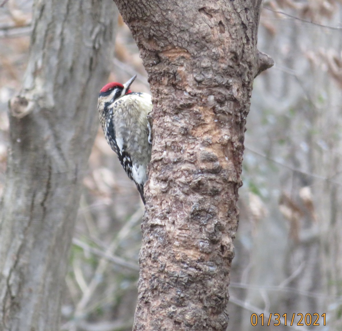 Yellow-bellied Sapsucker - Mary Jo Buckwalter