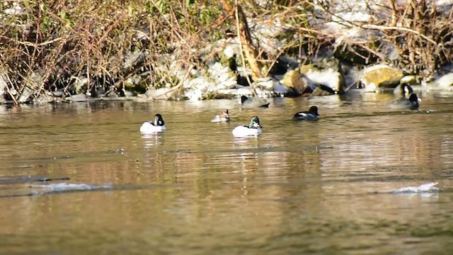 鵲鴨 - ML307027141