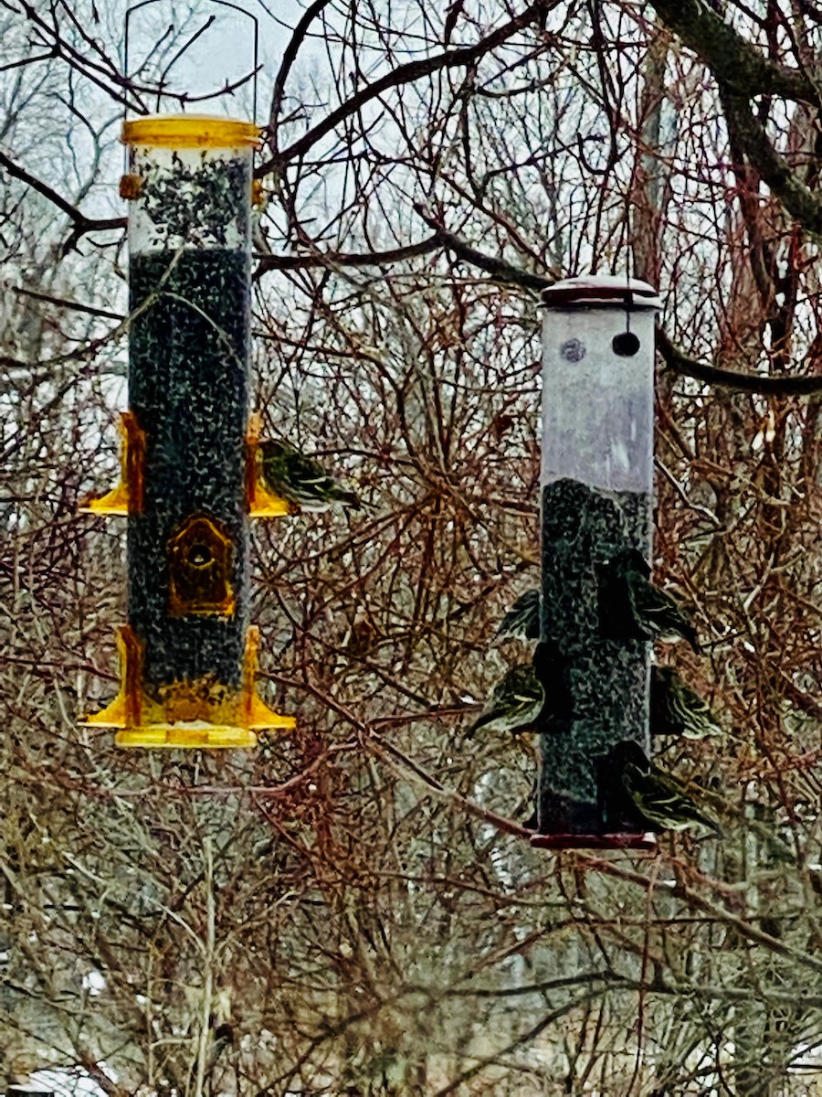 Pine Siskin - Quarry Hill Nature Center