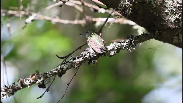 Calliope Hummingbird - ML307029821