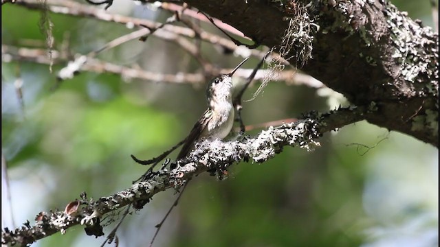 Colibrí Calíope - ML307029981