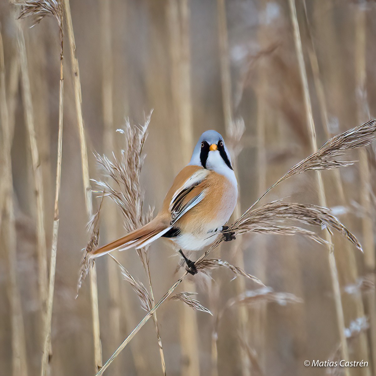 Bearded Reedling - ML307031571