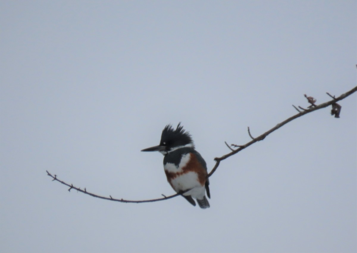 Belted Kingfisher - ML307032591