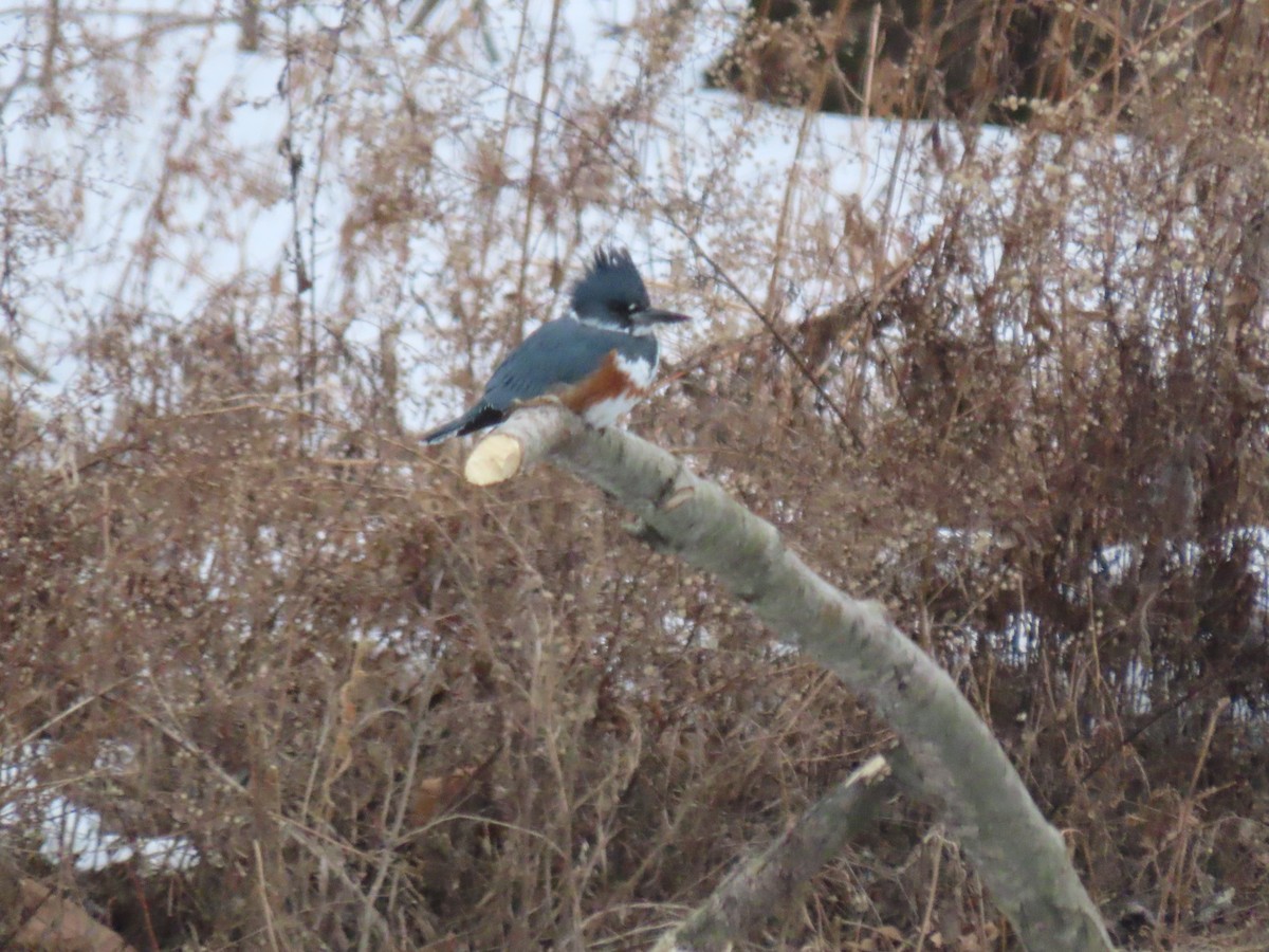 Belted Kingfisher - ML307032651