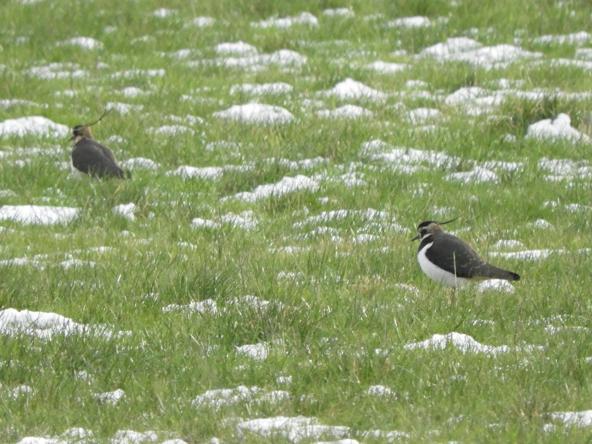 Northern Lapwing - ML307034991