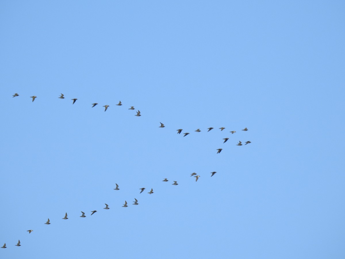 European Golden-Plover - ML307035201