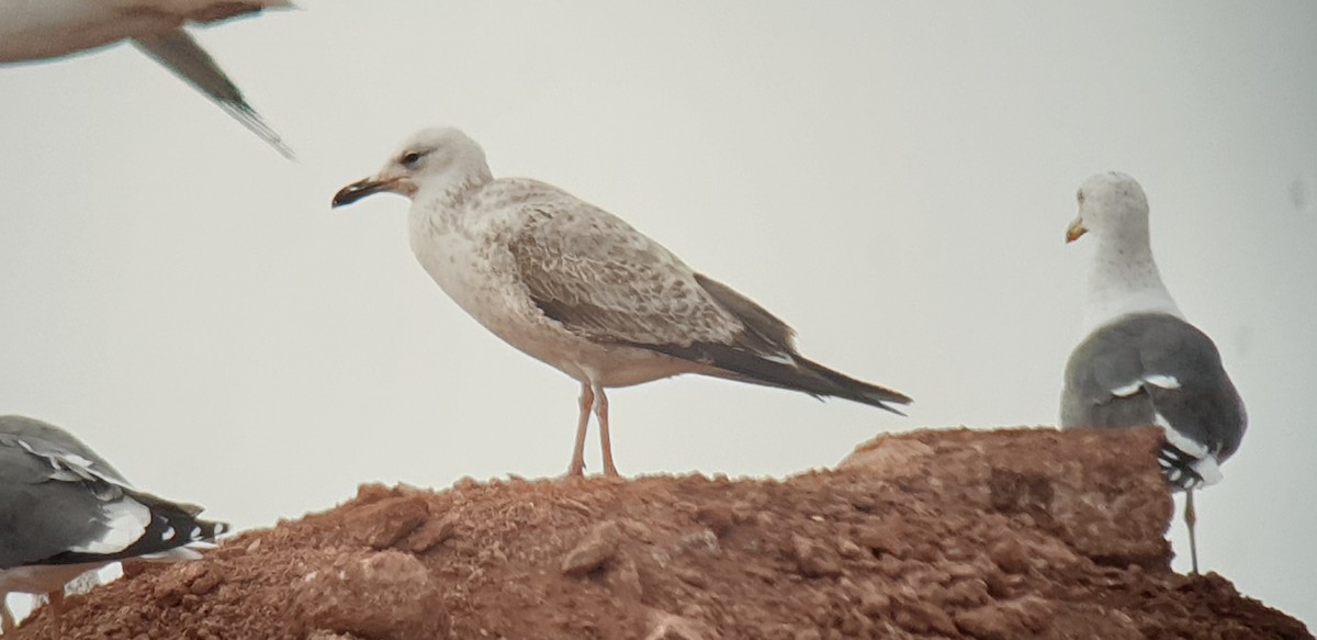 Caspian Gull - ML307035801