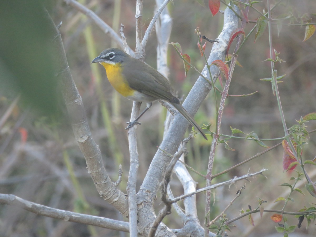 Yellow-breasted Chat - Alejandra Monsiváis