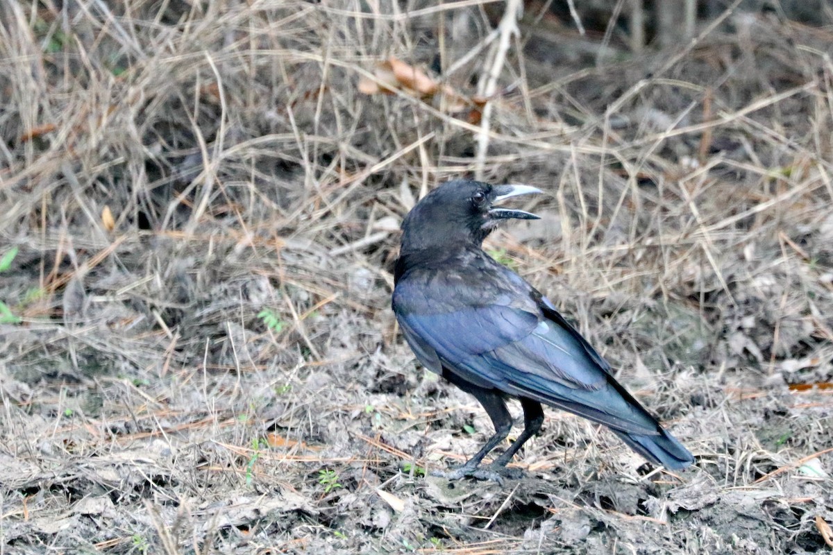 American Crow - Sandi Templeton