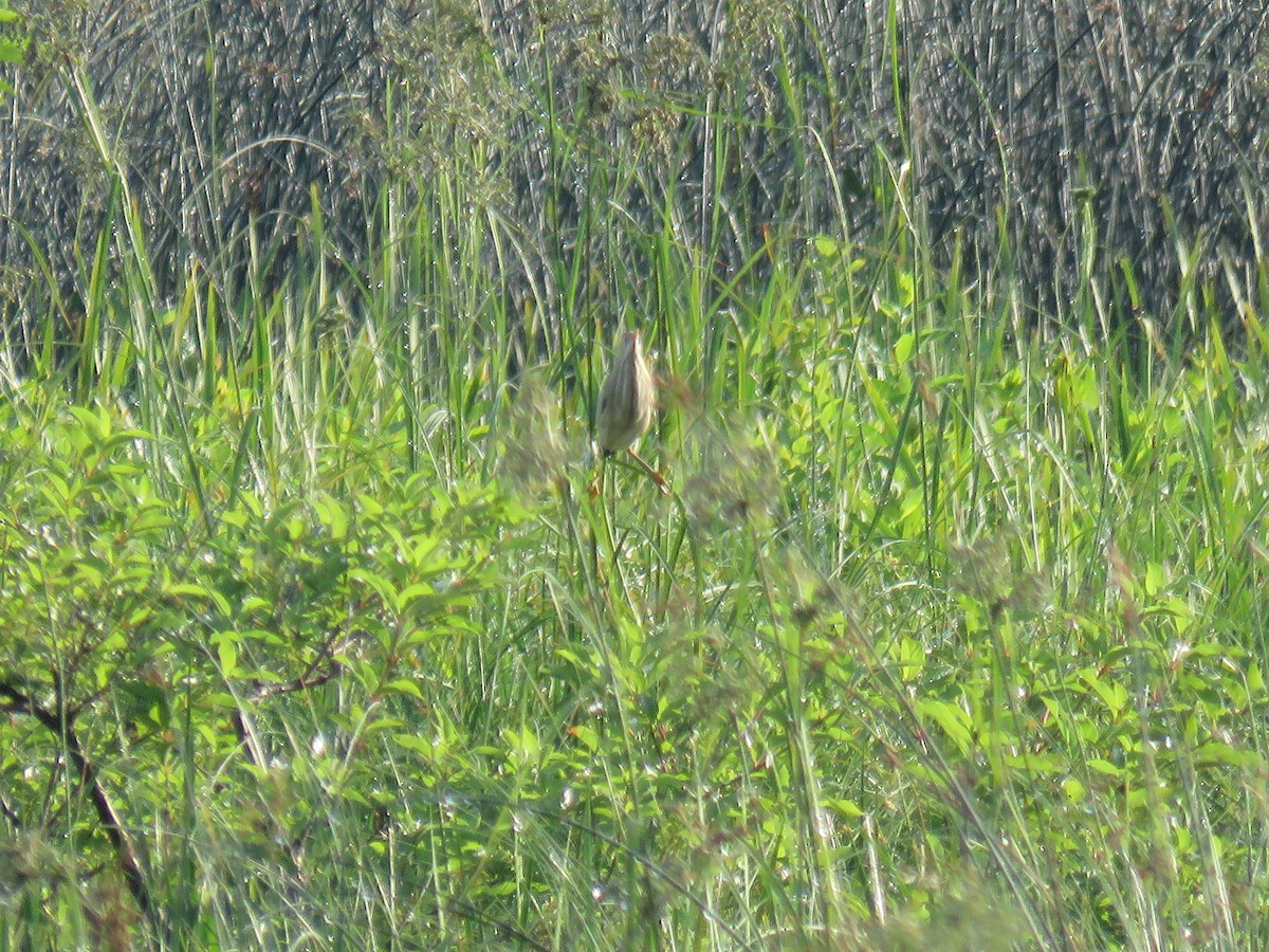 Least Bittern - ML30703731