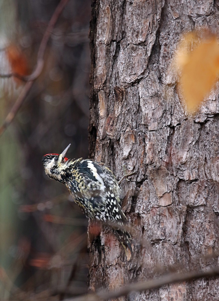 Yellow-bellied Sapsucker - ML307037981