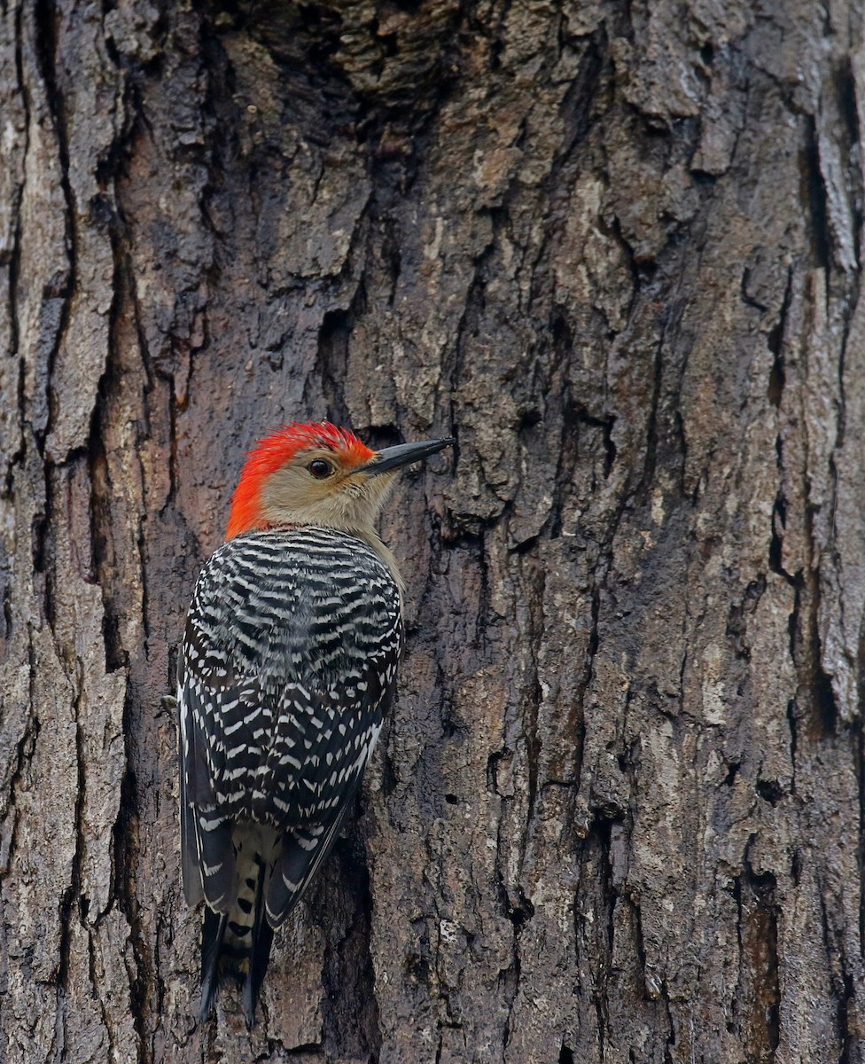 Red-bellied Woodpecker - ML307038141