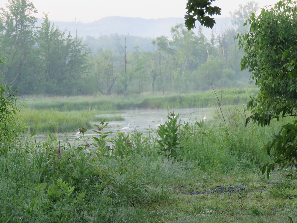 Great Egret - ML30703821