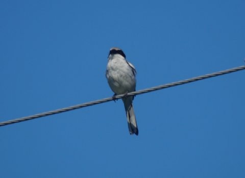 Loggerhead Shrike - ML30703951