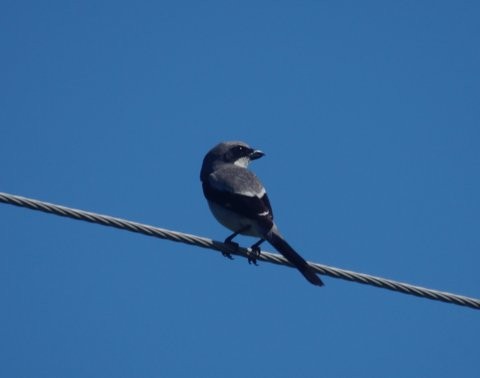 Loggerhead Shrike - ML30703961