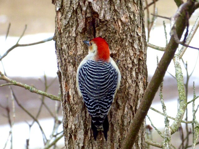 Red-bellied Woodpecker - ML307040201
