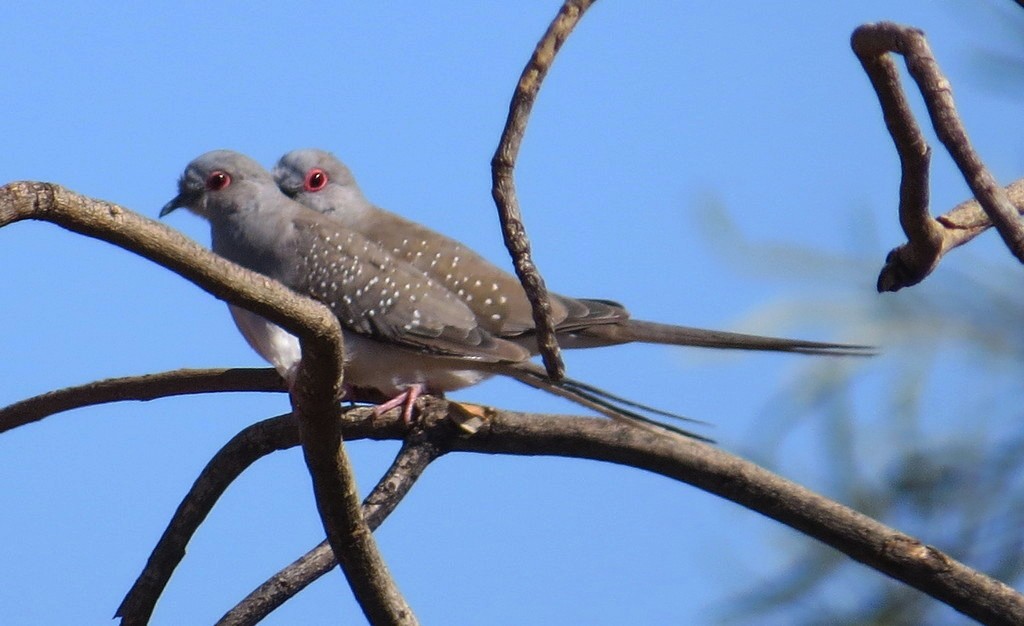 Diamond Dove - ML307042621