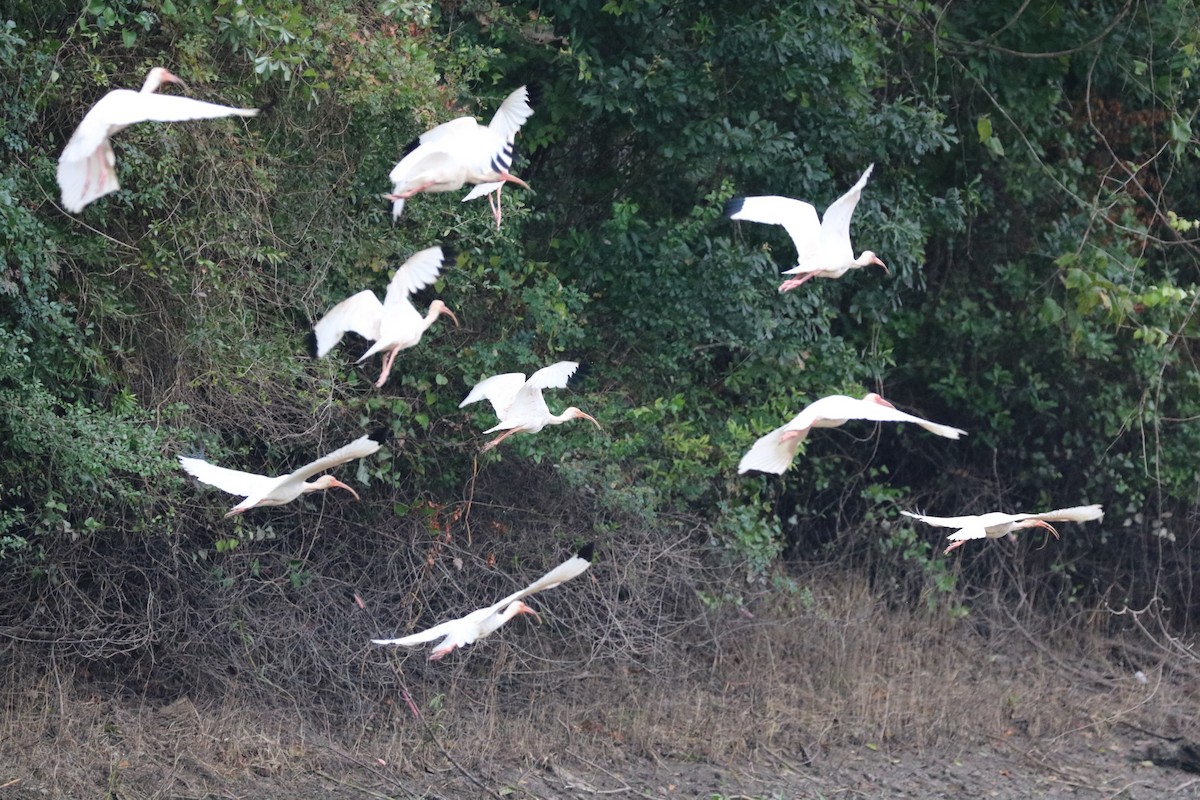 White Ibis - ML30704371