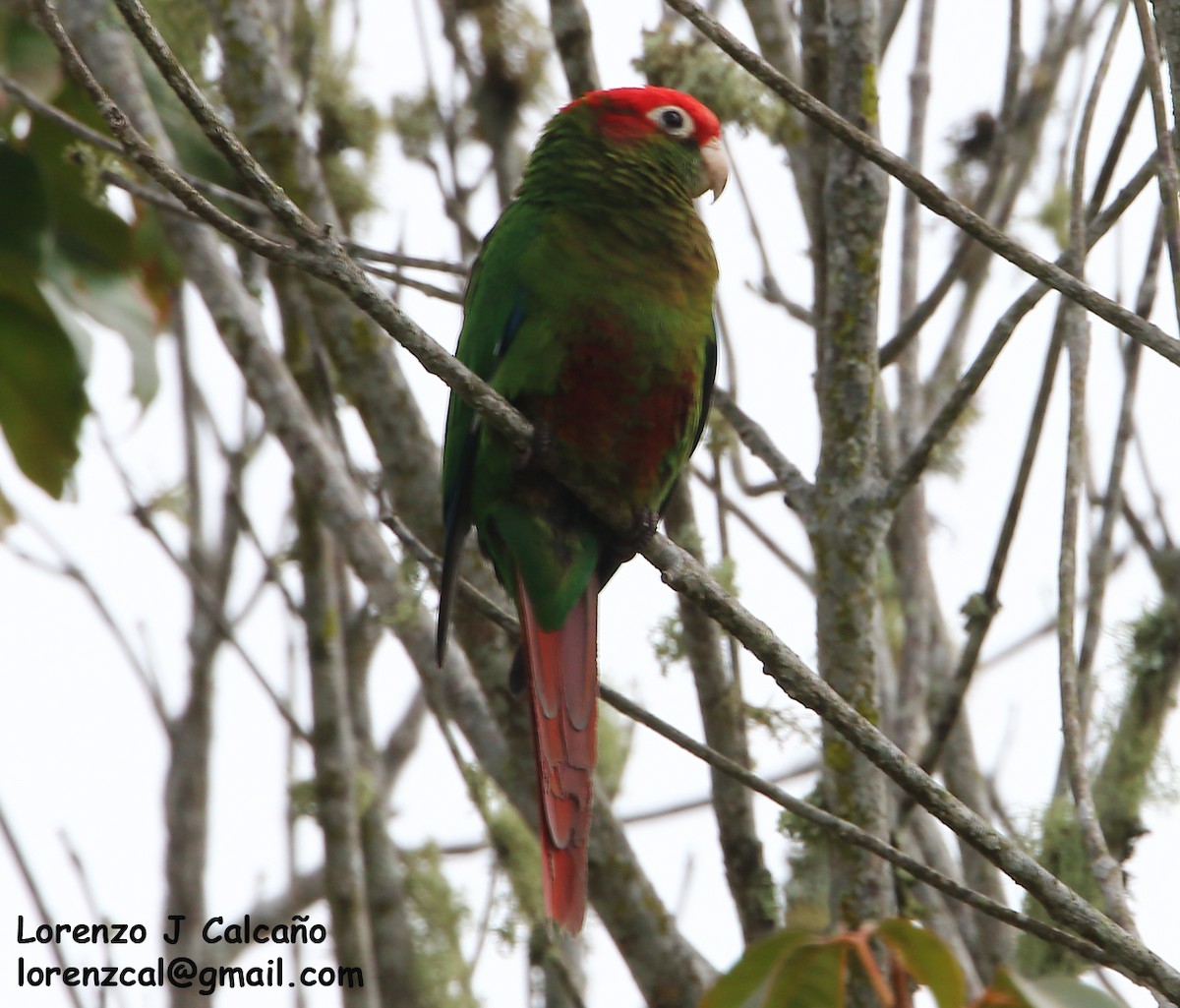 Rose-headed Parakeet - Lorenzo Calcaño