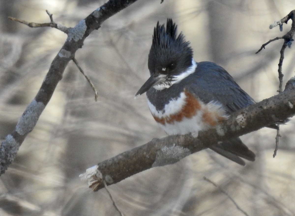 Belted Kingfisher - ML307046841