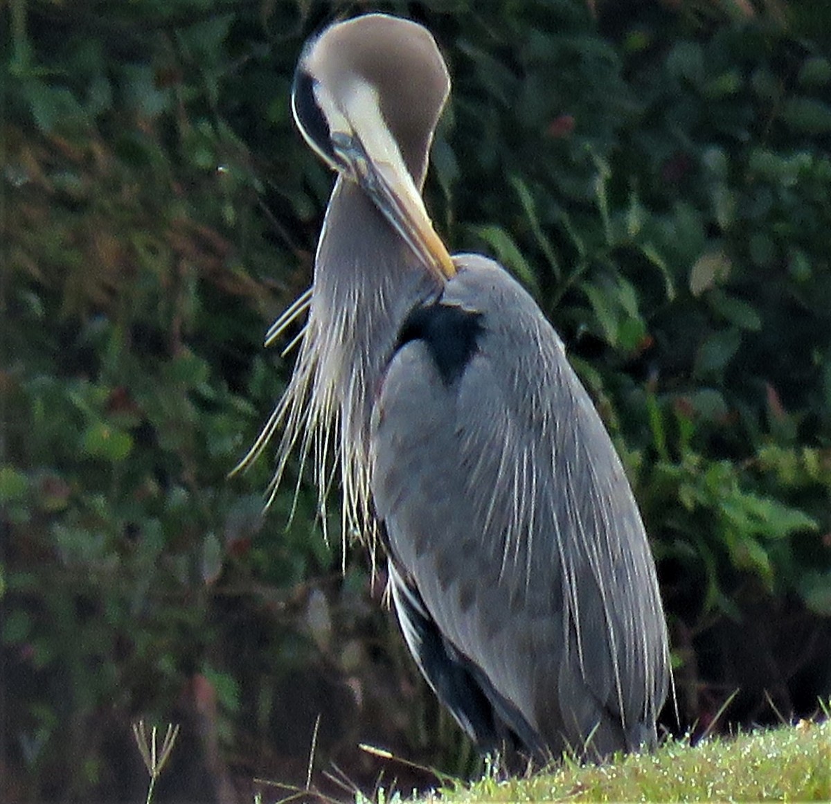 Great Blue Heron - ML307050511