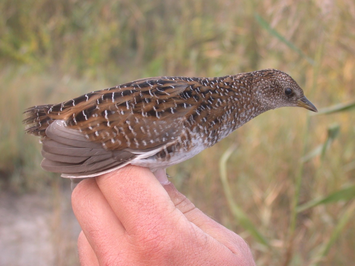 Swinhoe's Rail - ML307053181