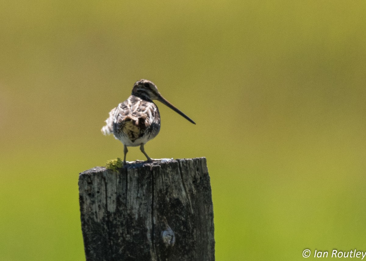 Wilson's Snipe - Ian Routley