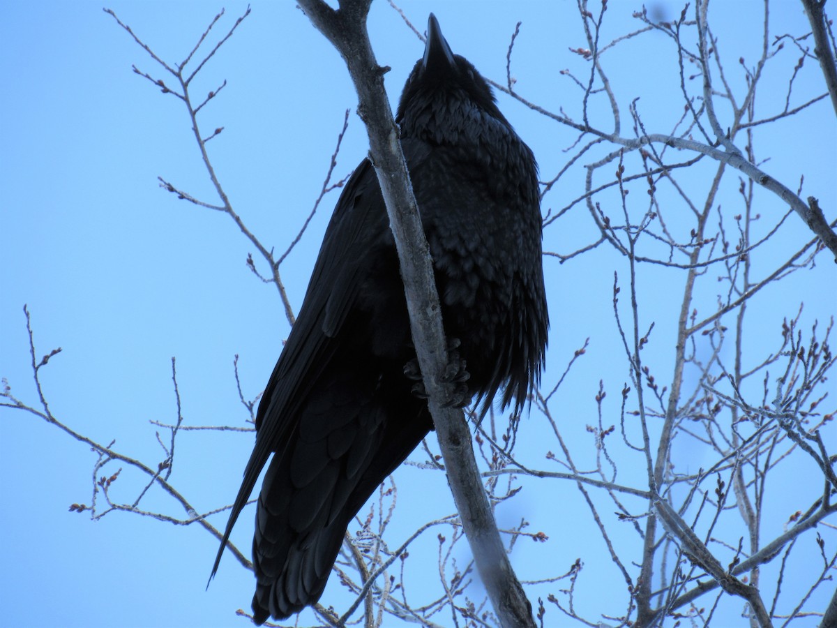 Common Raven - Cheryl Tyson