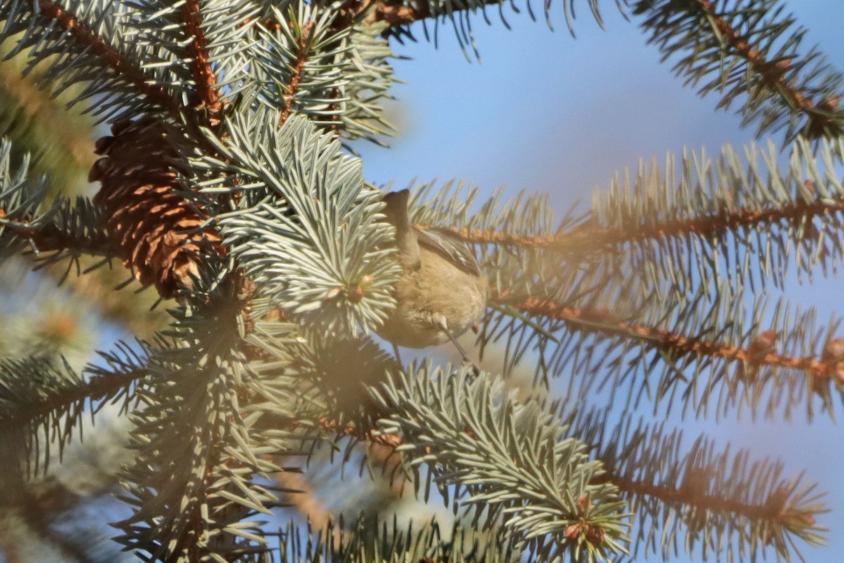 Coal Tit - ML307063931