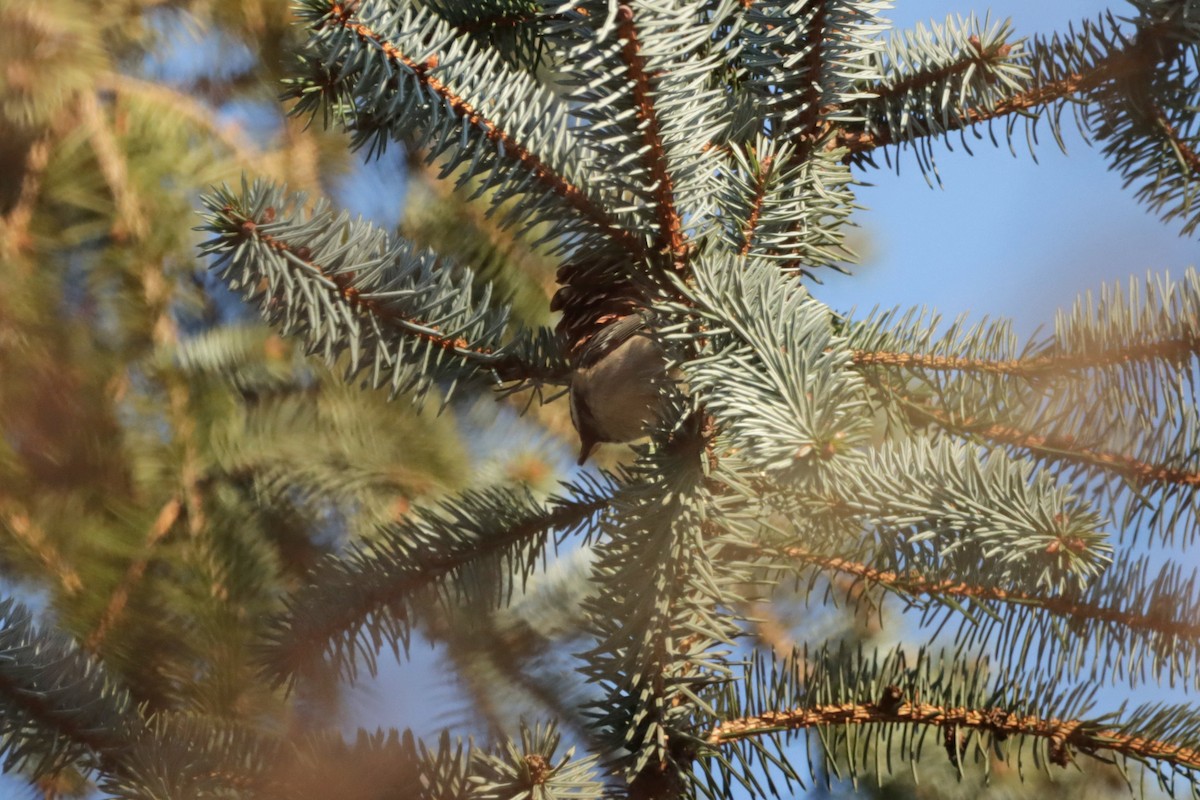 Coal Tit - ML307064271