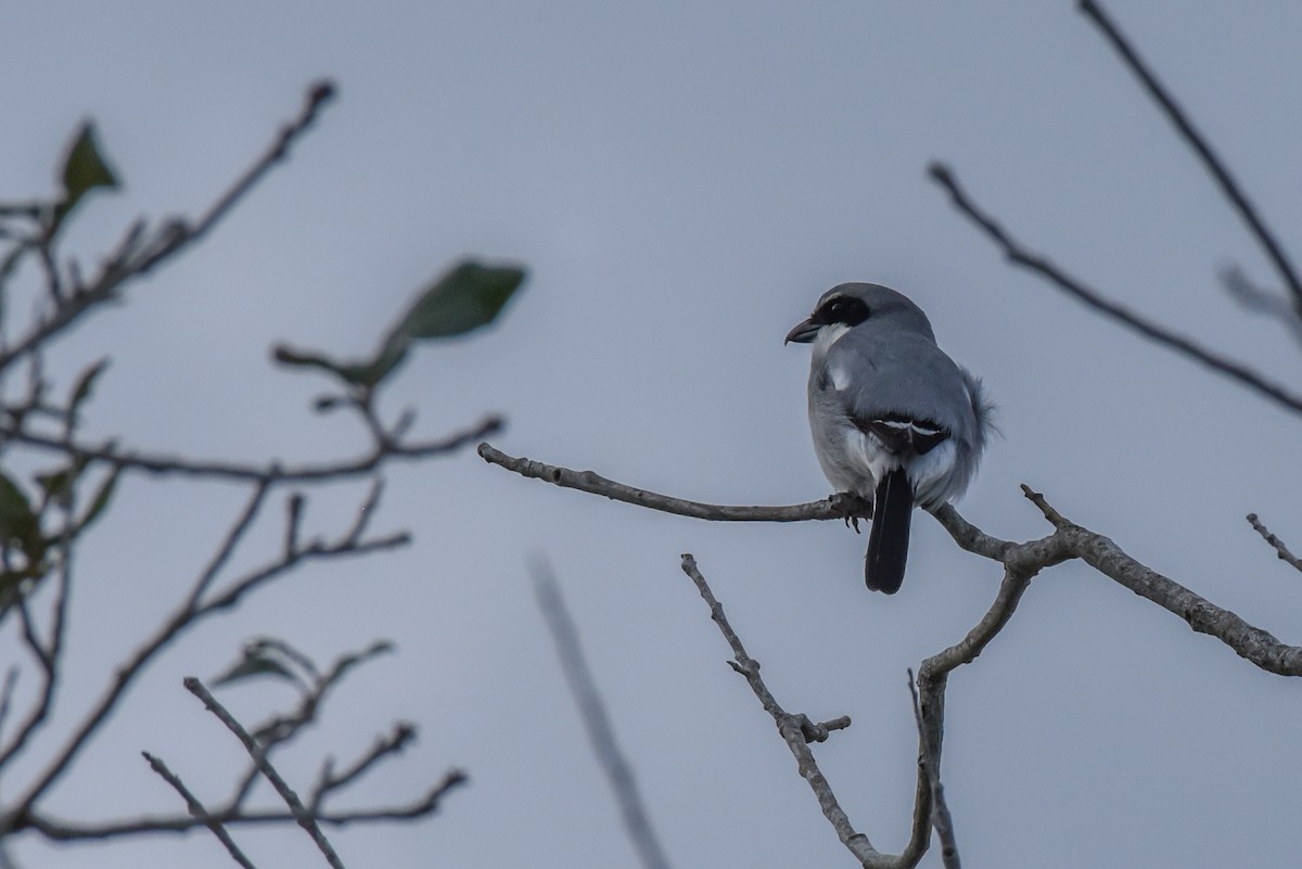 Loggerhead Shrike - ML307065671