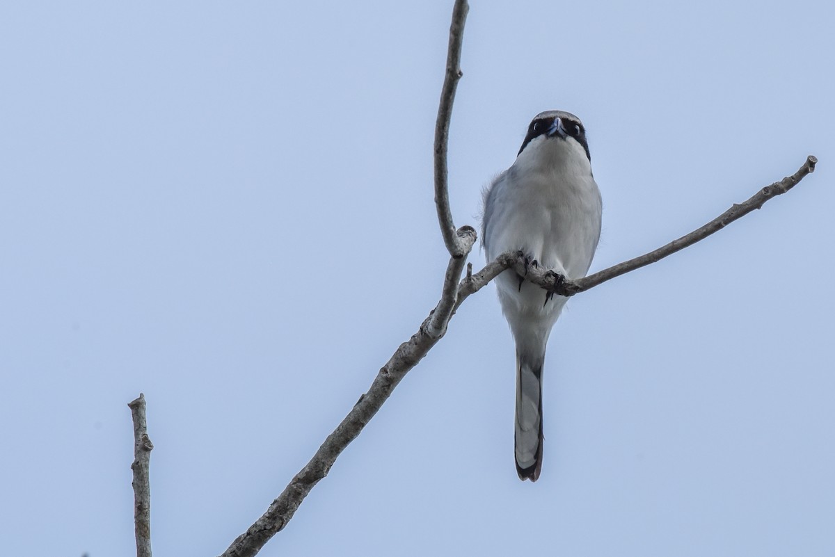 Loggerhead Shrike - ML307066131