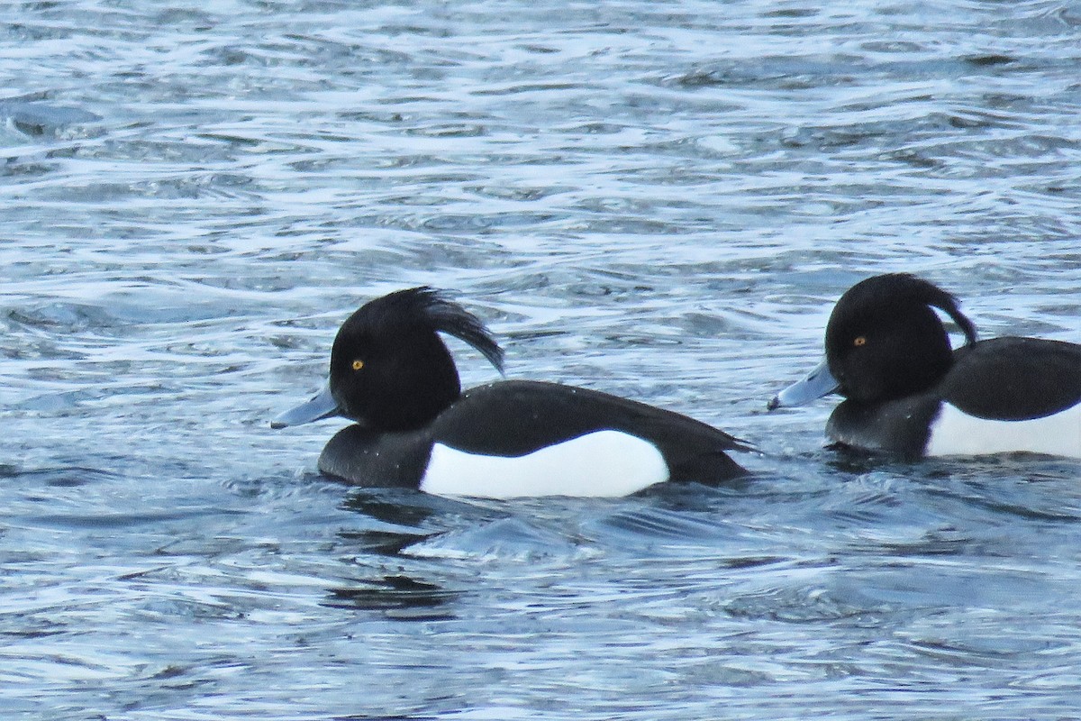 Tufted Duck - Örjan Sjögren