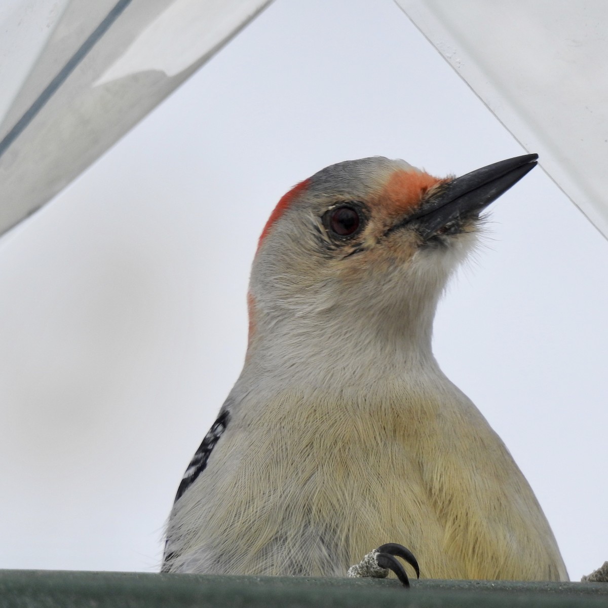 Red-bellied Woodpecker - ML307069231