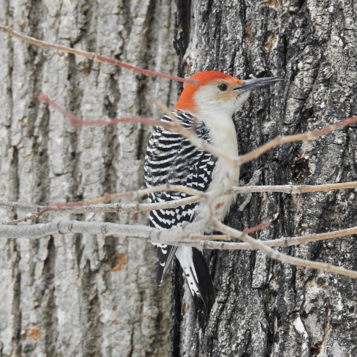 Red-bellied Woodpecker - ML307069241