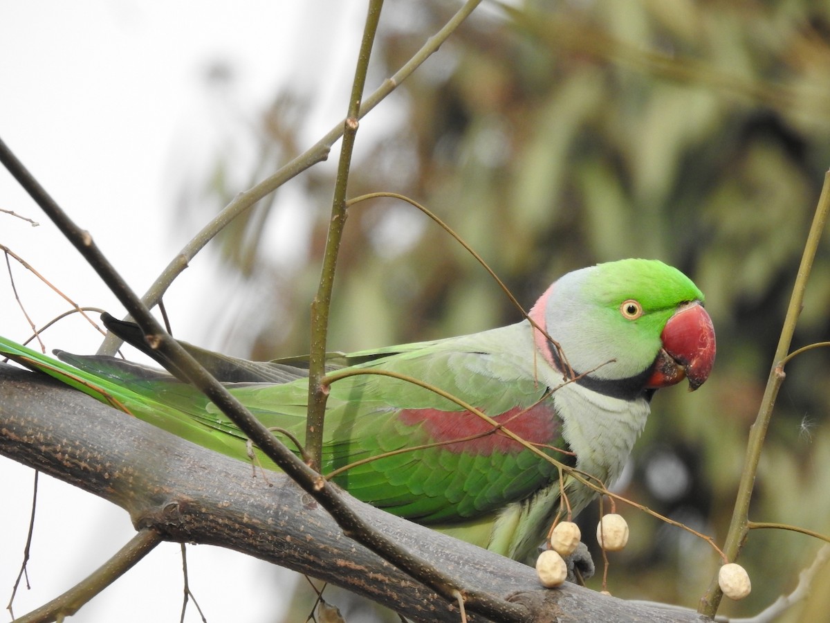 Alexandrine Parakeet - ML307070331