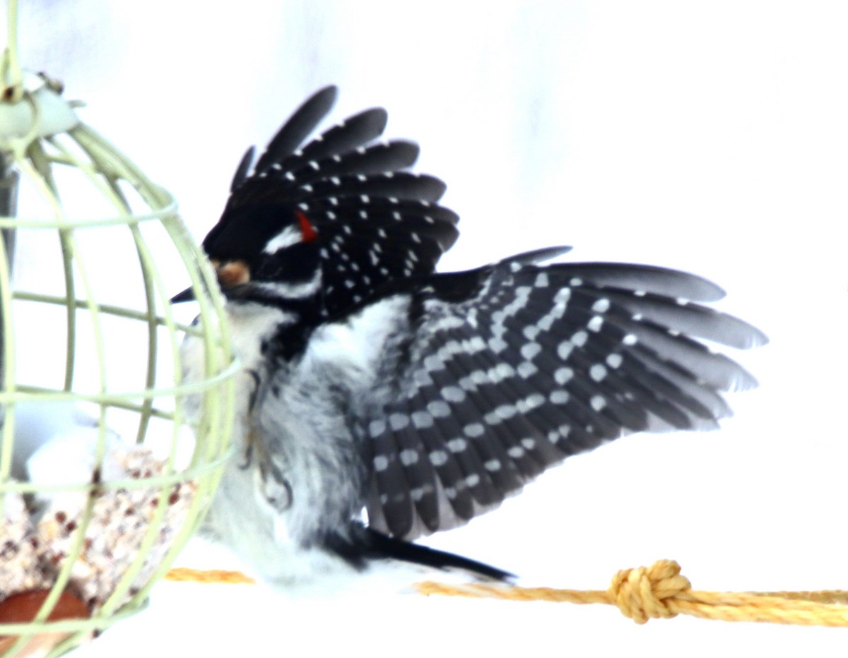 Hairy Woodpecker - ML307073251