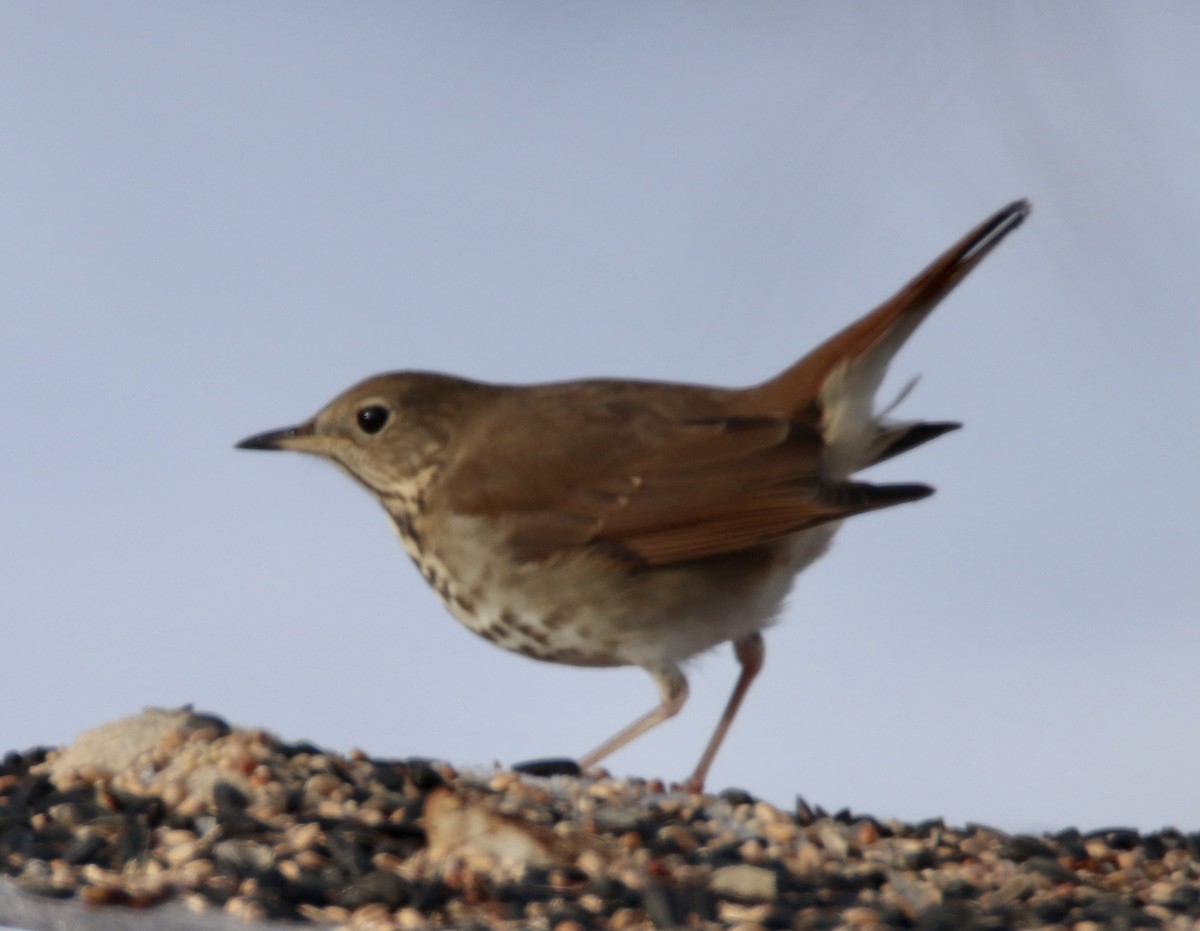 Hermit Thrush - ML307073601
