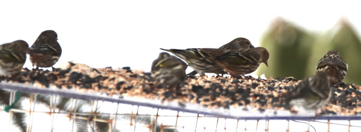 Pine Siskin - ML307074301