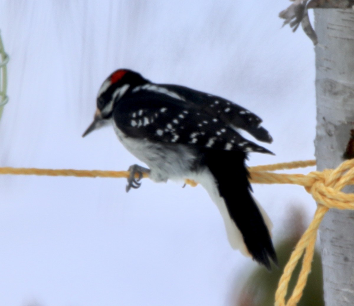 strakapoud americký - ML307074761