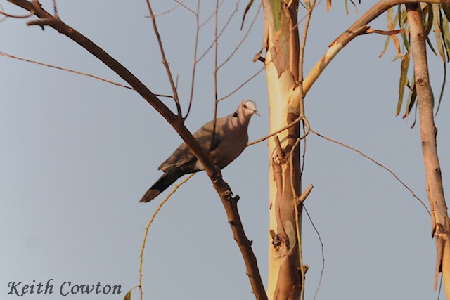 Red-eyed Dove - Keith Cowton