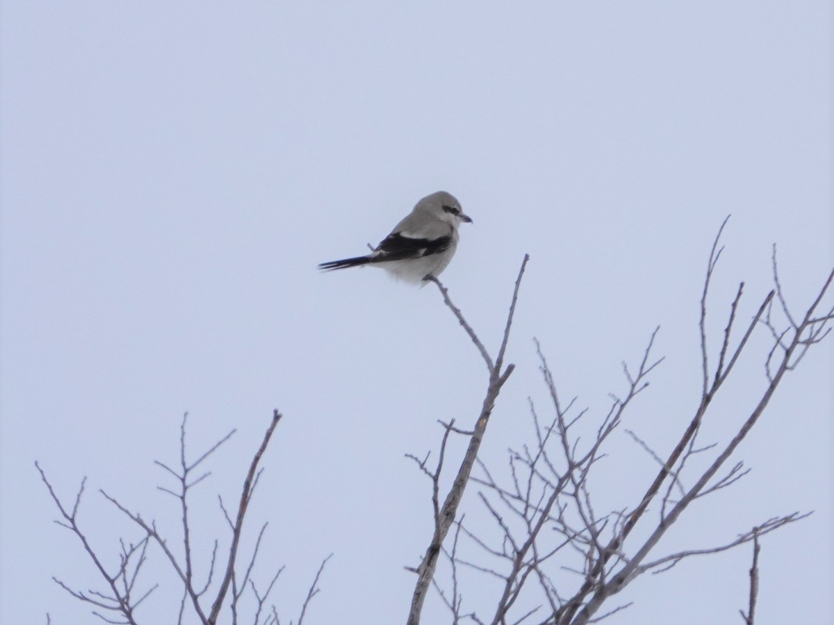 Northern Shrike - Drew Monkman