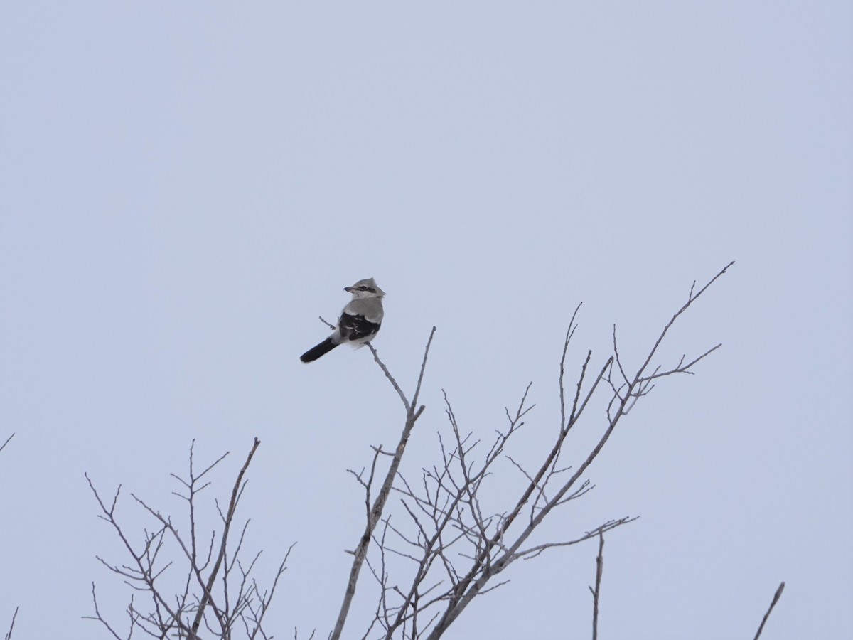 Northern Shrike - Drew Monkman